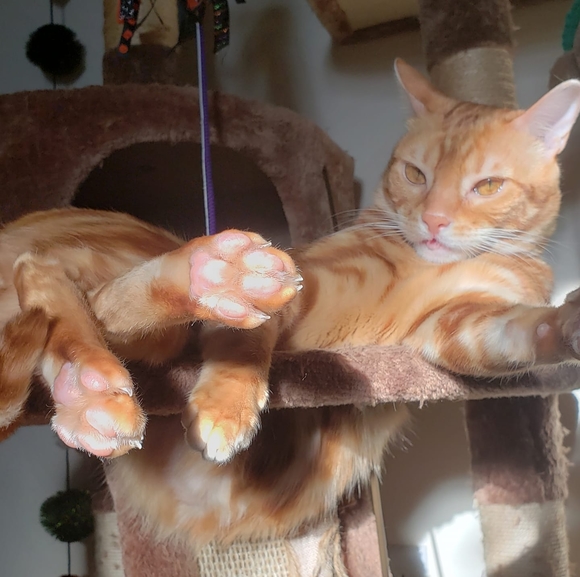 Meet your Posher, Erika - Picture 1 of 1